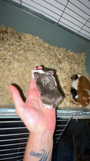 2 girls ready for new home