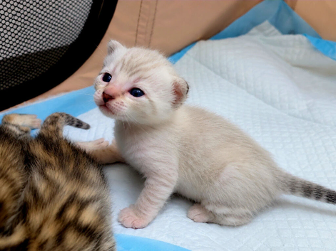 Exquisite Pedigree Bengal Kittens