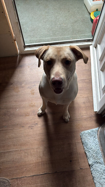 1 Labrador puppy 15 months