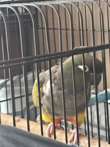 Patagonion conure