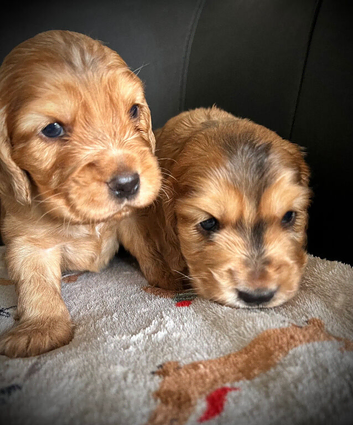Beautiful KC registered Cocker Spaniels