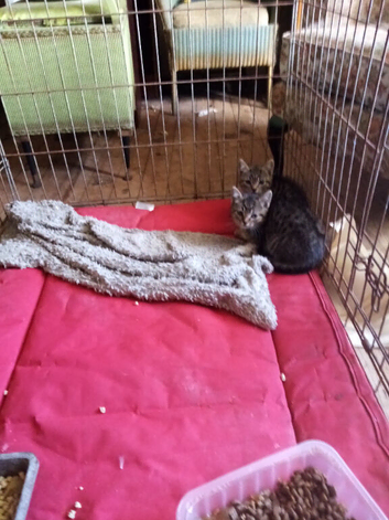 2 tabby strip kitten for sale 8 weeks old