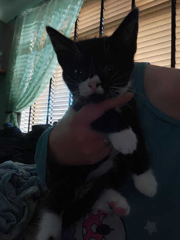 Beautiful kitten