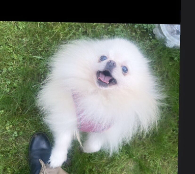 1.4kg teddy Pomeranian chiao li ya kc stud