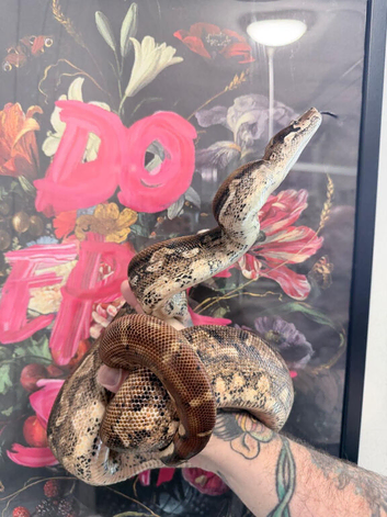 Hypo Inca Aztec boa