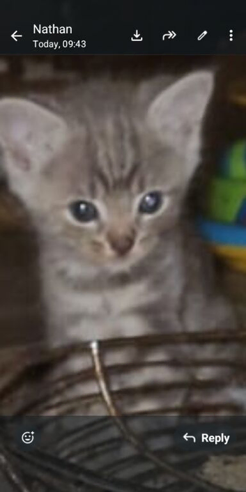 Rare grey/blu Bengal baby boy