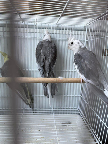 3 cockatiels for sale!