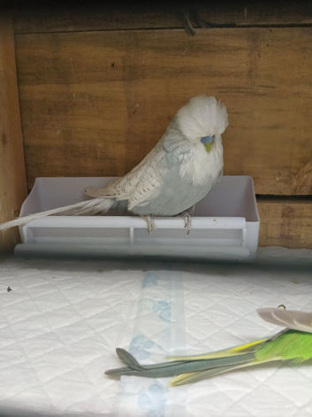 Exhibition budgies