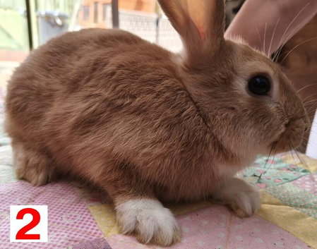 Baby Bunny for Sale in Northampton
