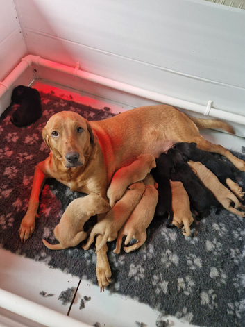 Mixed litter labrador puppies