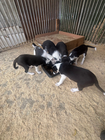 Border collie puppies for sale