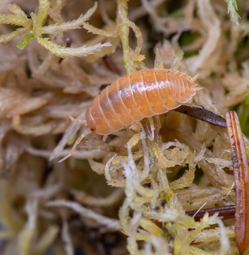 Porcellio Laevis Giant Orange & Dairy Cow Isopods
