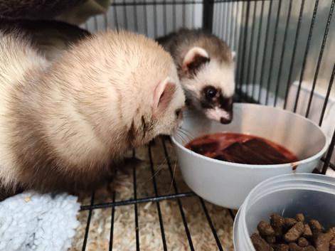 4 female ferrets for sale