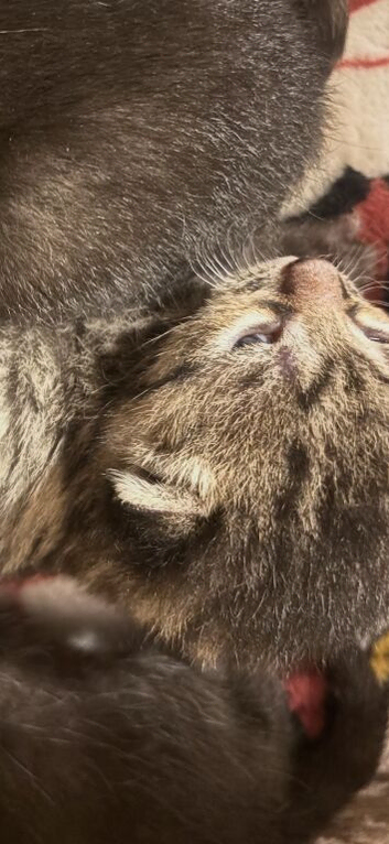 GORGEOUS KITTENS