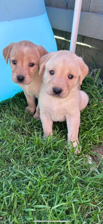 Labrador puppies