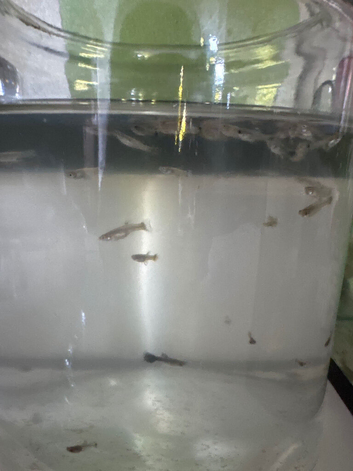 Guppies for sale