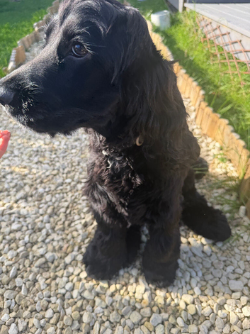 Beautiful 6 month old cocker spaniel