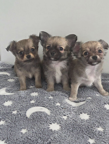 Longhaired Male Chihuahua Pups