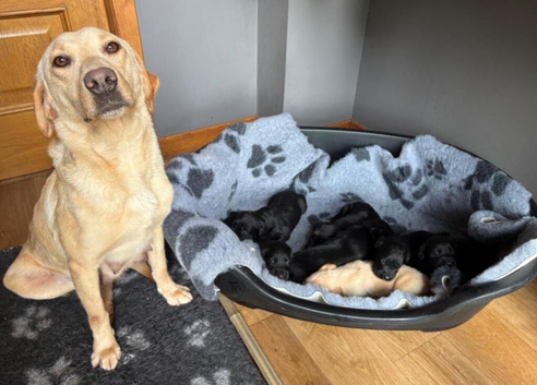 Labrador X Cocker spaniel puppies