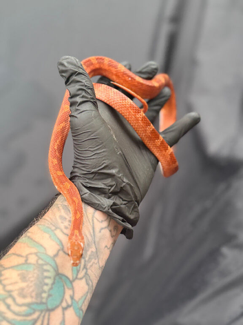 Blood red pied sided corn snake