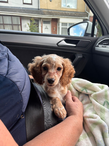F2 cockapoo ready to leave