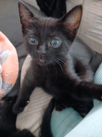 3 female kittens for sale.