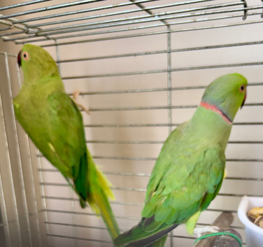 Proven pair of Indian ring necks green