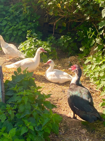 Muscovy Trio