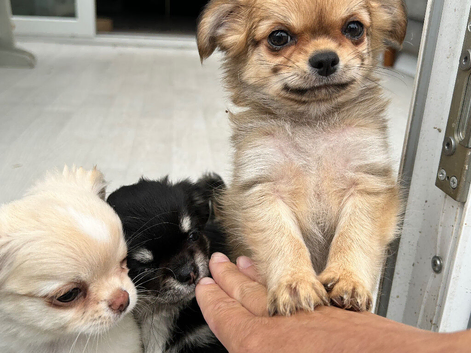 Kc long coat chihuahuas