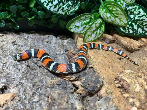 Tricolour Hognose Snake at Birmingham Reptiles
