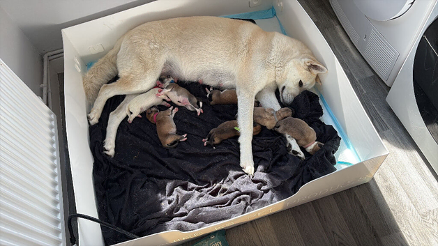 Huskita puppy&rsquo;s for sale