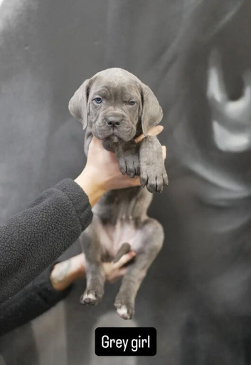 Beautiful cane corso puppies