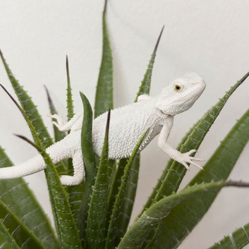 BEARDED DRAGON