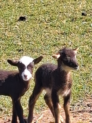 Hebredean and shetland sheep