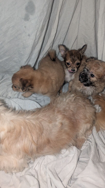 Chihuahua x shih Tzu