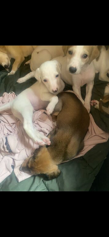 Whippet pups