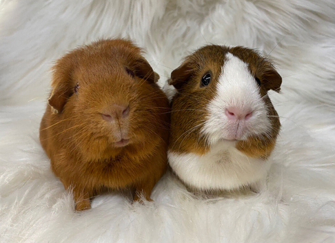 Sows! Price is for the pair of lovely ladies
