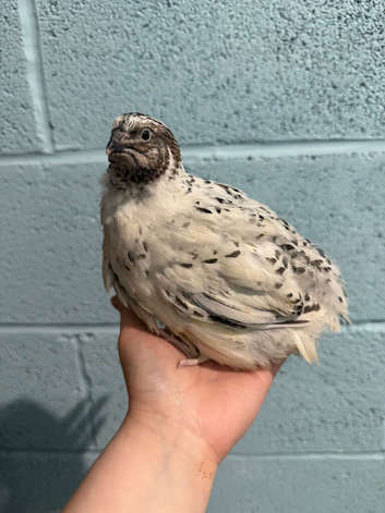 Free male Coturnix quail