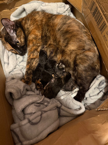 Kittens looking for a forever home