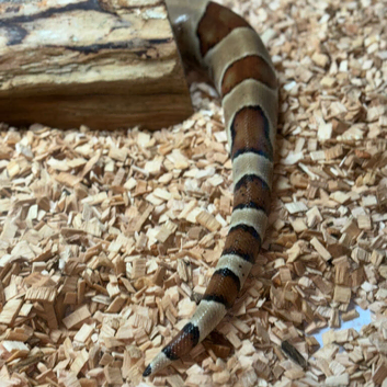 Boa for rehoming