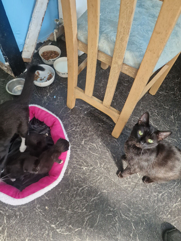 3 kittens