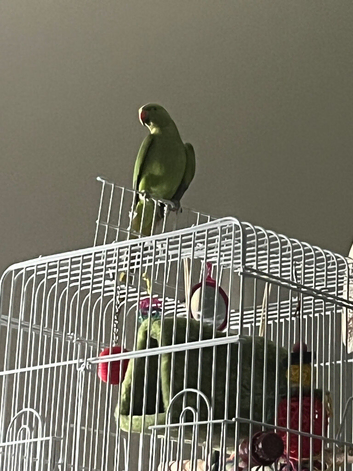 Ring neck