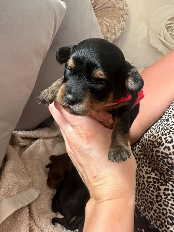 4 x Cavapoochon puppies for sale