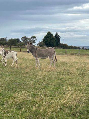 Donkey mare