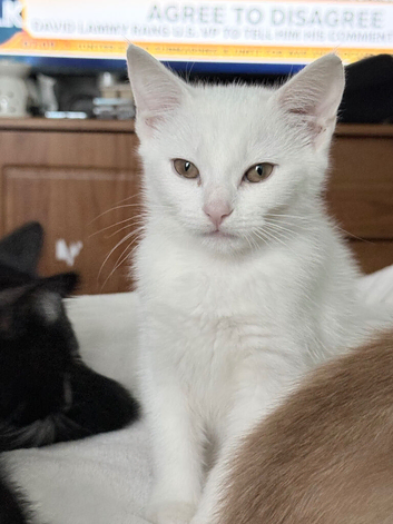 I have two angora mixed breeds polar whites