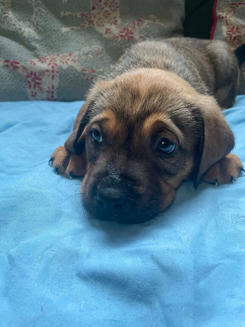 American bulldog cross mastiff
