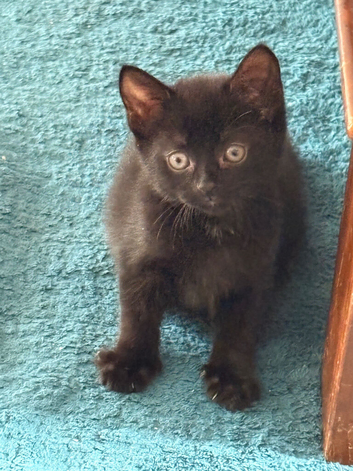 Kitten for sale