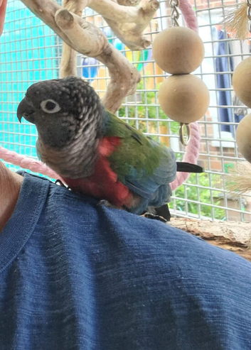 Tame Female Conure