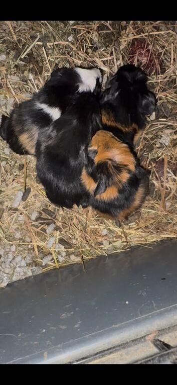 Baby guinea pigs
