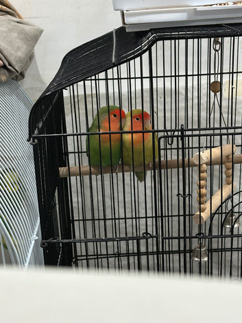 Love birds for sale